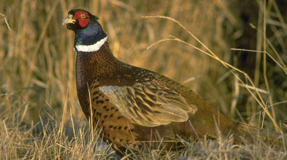 public-land-pheasant.jpg