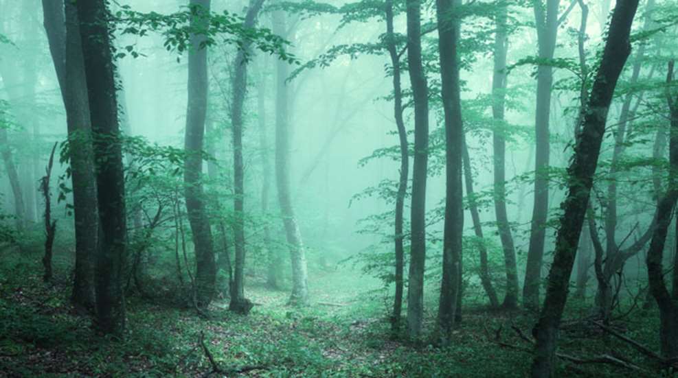 spooky-forest-istock.jpg (1)