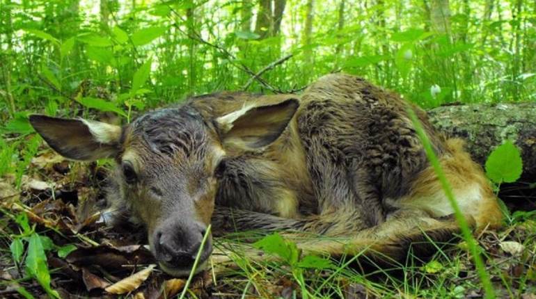 Baby Wildlife 101: Followers & Hiders | NRA Family