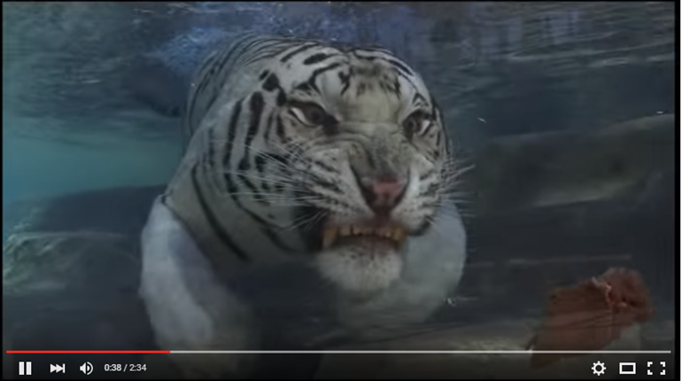 Fun Friday: Big Cats Being Big Cats | NRA Family