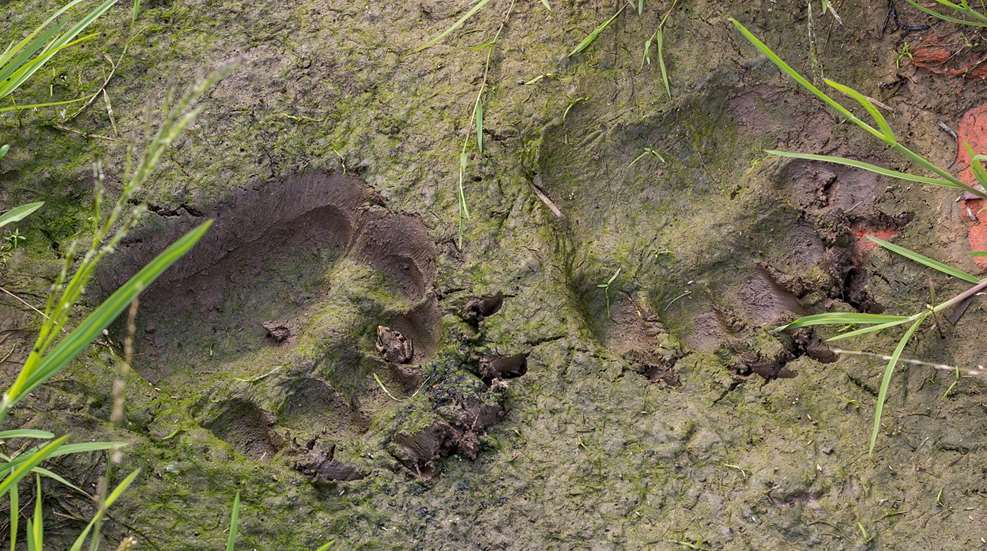 Bear Track