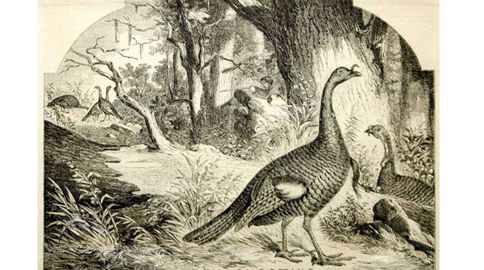 illustration of two turkeys