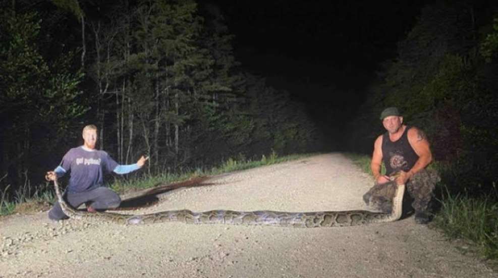 monster-python.jpg