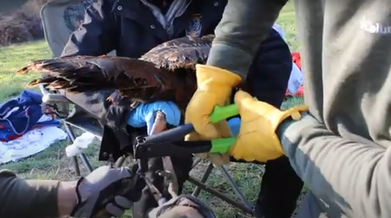 Fun Friday: Wrangling Boss Gobblers for Science with NWTF | NRA Family