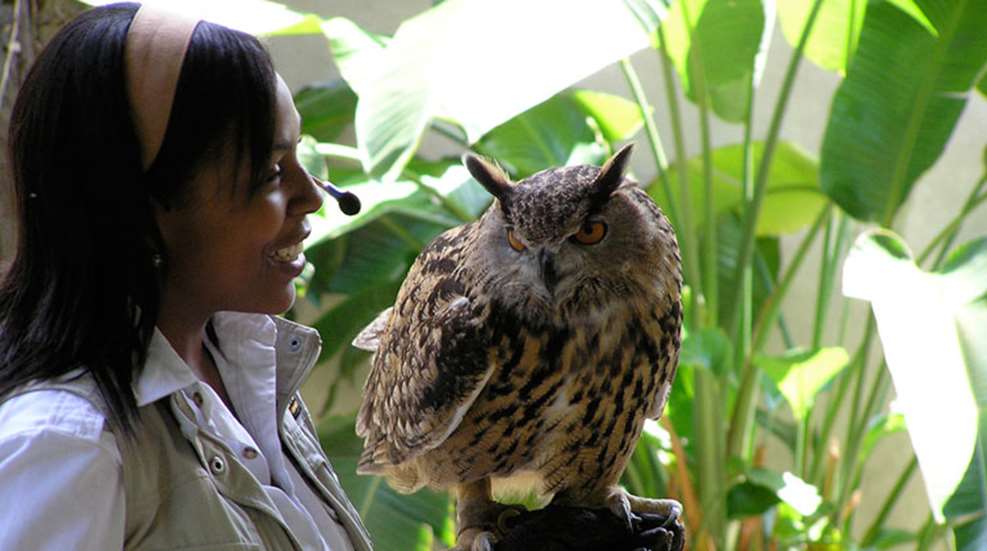 African-American woman with owl perched on her hand
