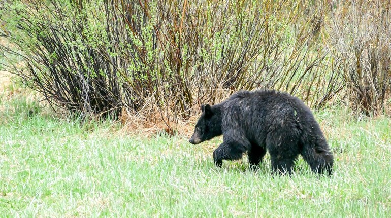 6 Steps to Stopping Human/Bear Conflicts | NRA Family