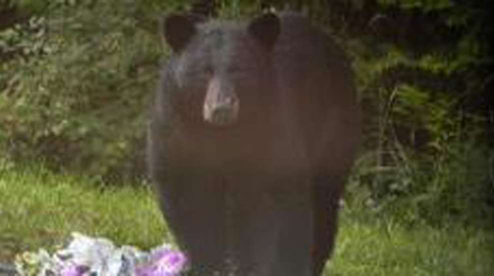 backyard-bear.jpg