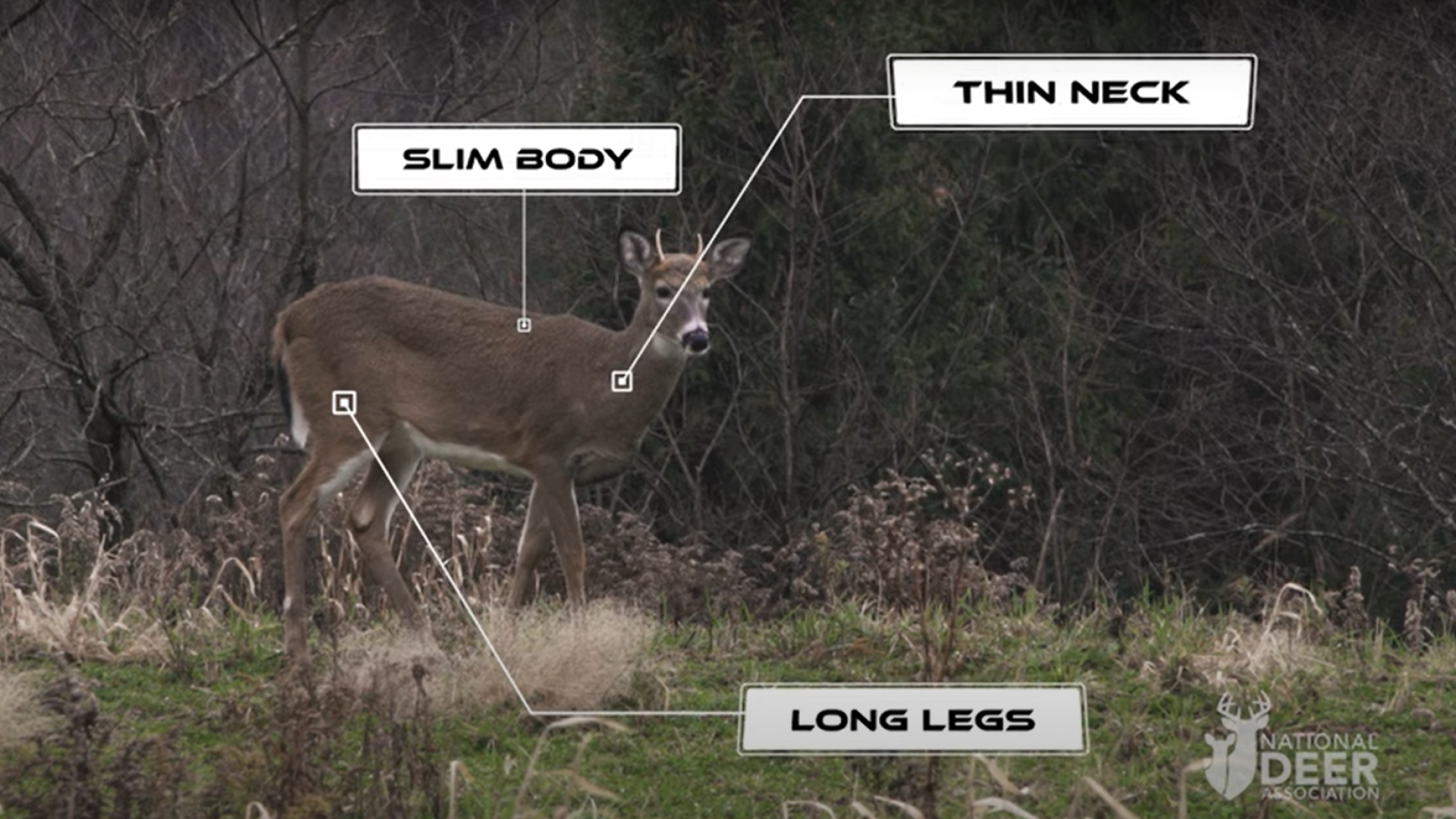 Nda Video Aging Deer Lede