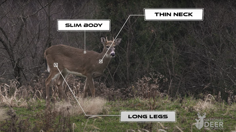 How to Field-Judge Whitetail Deer | NRA Family