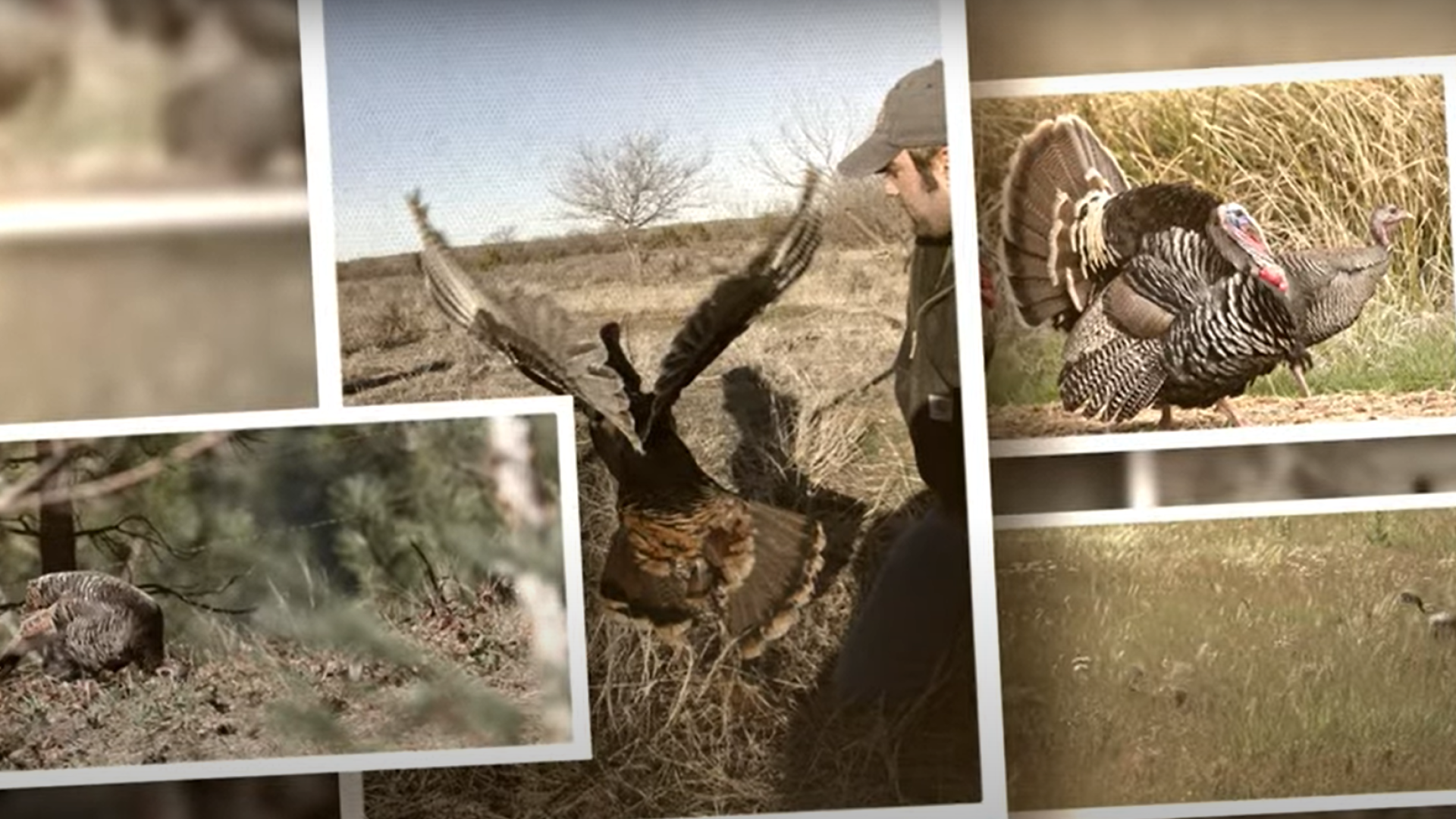 NWTF: Can Turkey Hens Gobble? | NRA Family