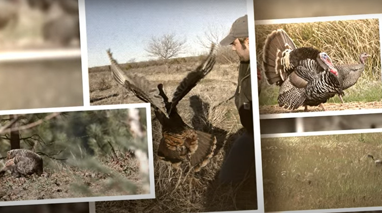 NWTF: Can Turkey Hens Gobble? | NRA Family