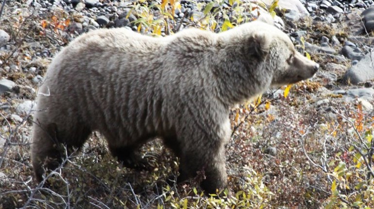 How to Shoot Bears (With Cameras) | NRA Family