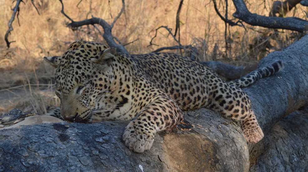 jack-evans-leopard-eight-yrs-later.jpg