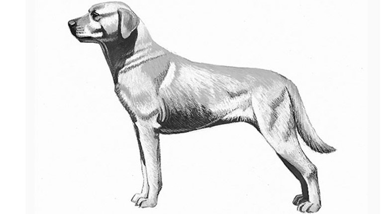 How to Keep Your Gundog Healthy | NRA Family