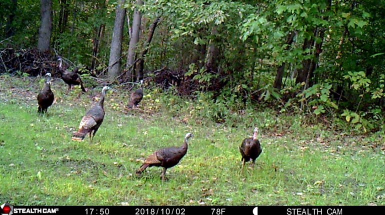 Top 3 Tips for Game-Camera Success | NRA Family