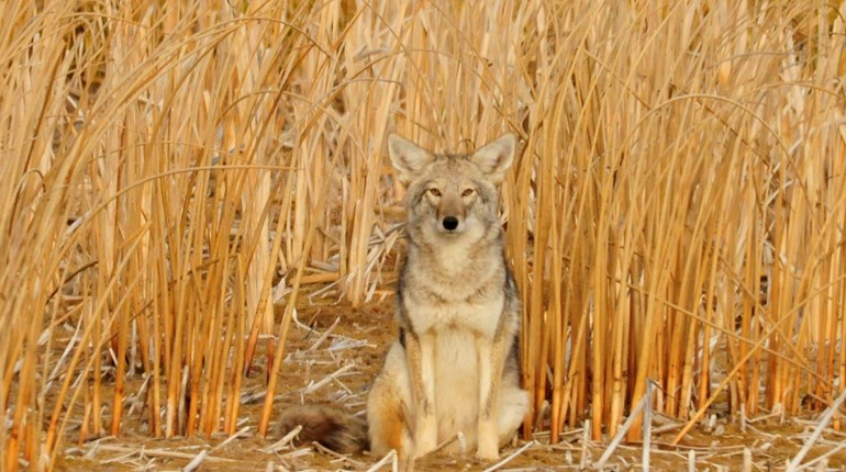 How, Why & When You Should Haze Coyotes | NRA Family