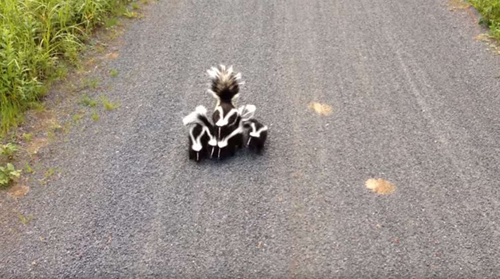 skunk-family.jpg