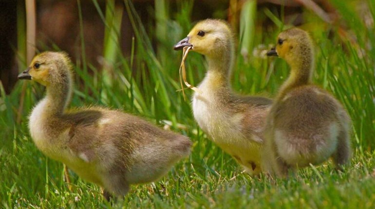 Wildlife Dilemma: What to Do With a Grounded Baby Bird | NRA Family