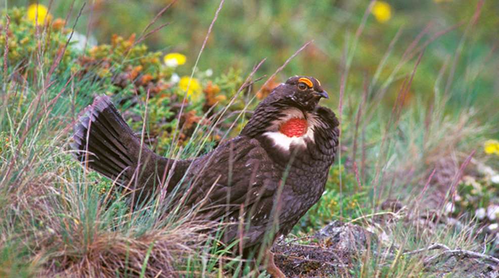 partridge.jpg