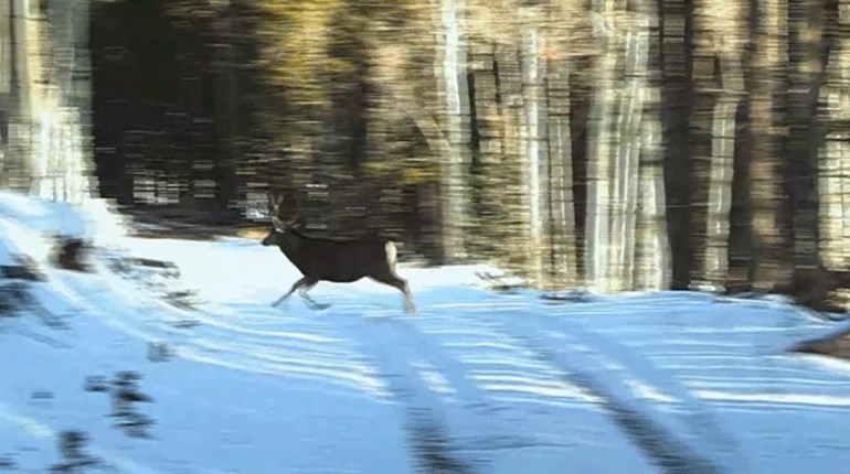 NRA Family Entertainment: Sporting Classics With Chris Dorsey Returns | NRA Family