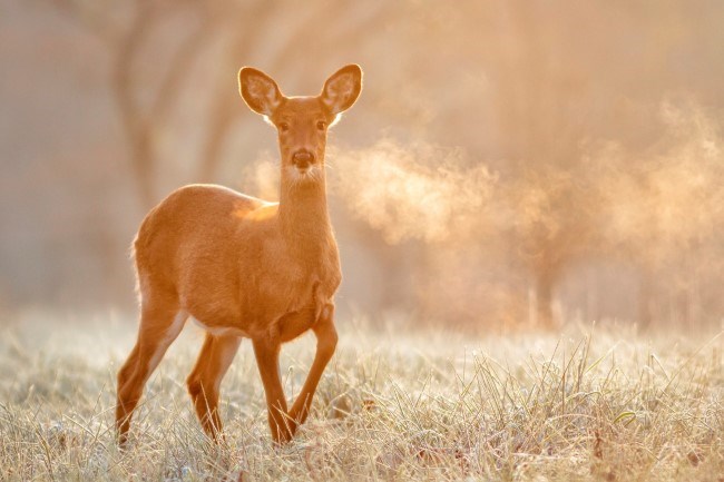 white-tailed doe