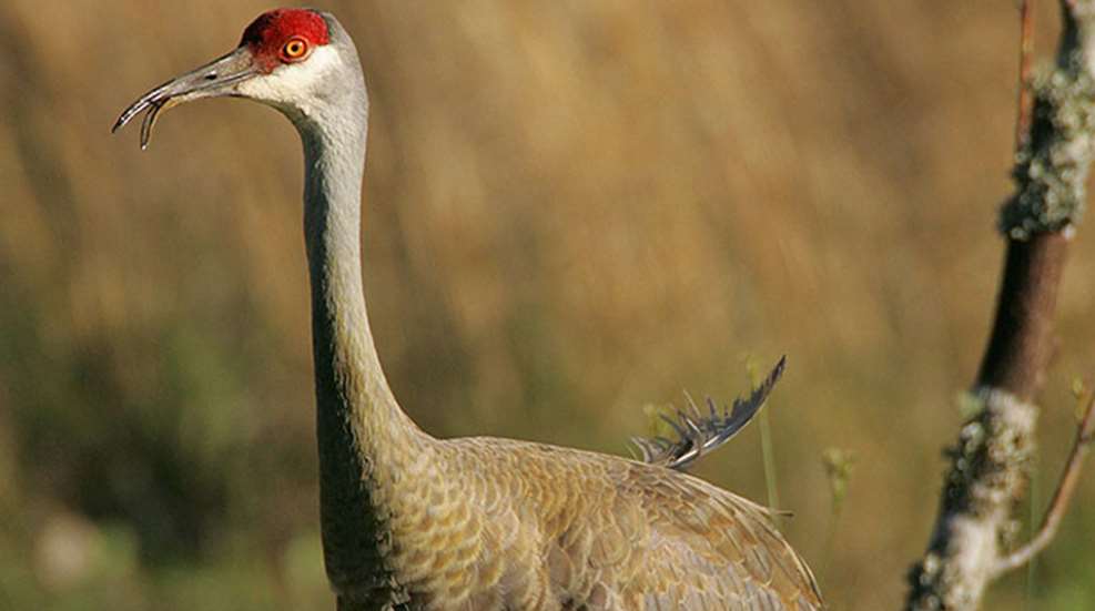 crane.jpg