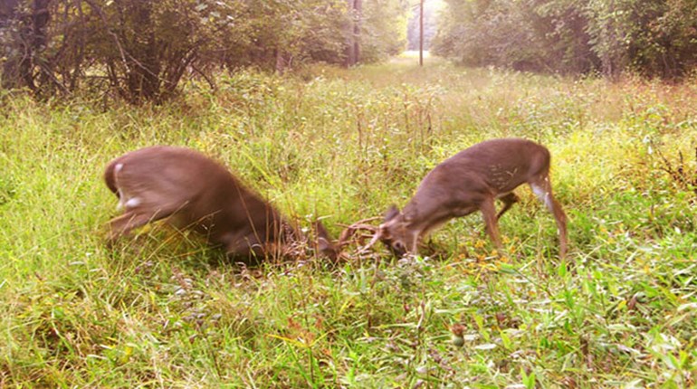 How to Create An Irresistible Food Plot | NRA Family
