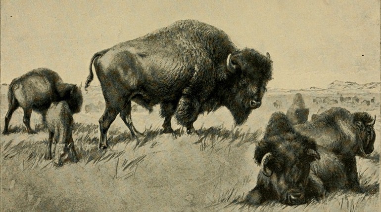 Throwback Thursday: The “Bird” that Saved the Buffalo | NRA Family