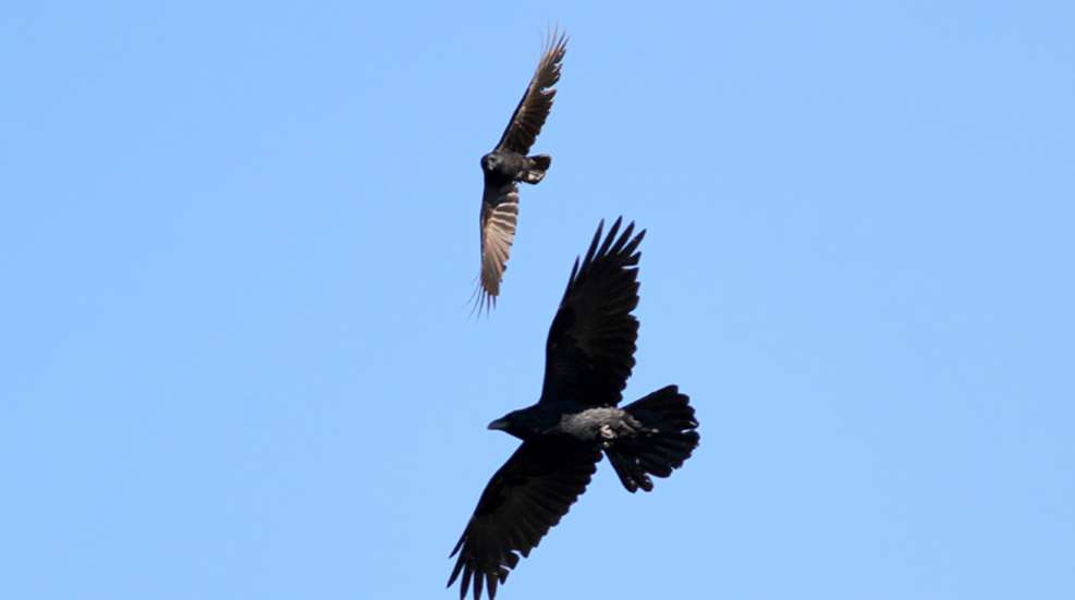 war-of-the-corvids.jpg