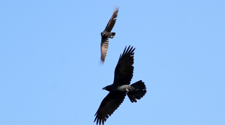 Another Reason Crows Are Cooler Than You Know | NRA Family