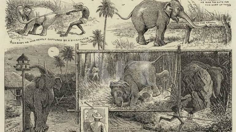 Throwback Thursday: Wally Johnson, the Last Ivory Hunter | NRA Family