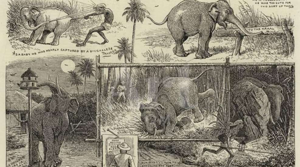 Rogue Elephant