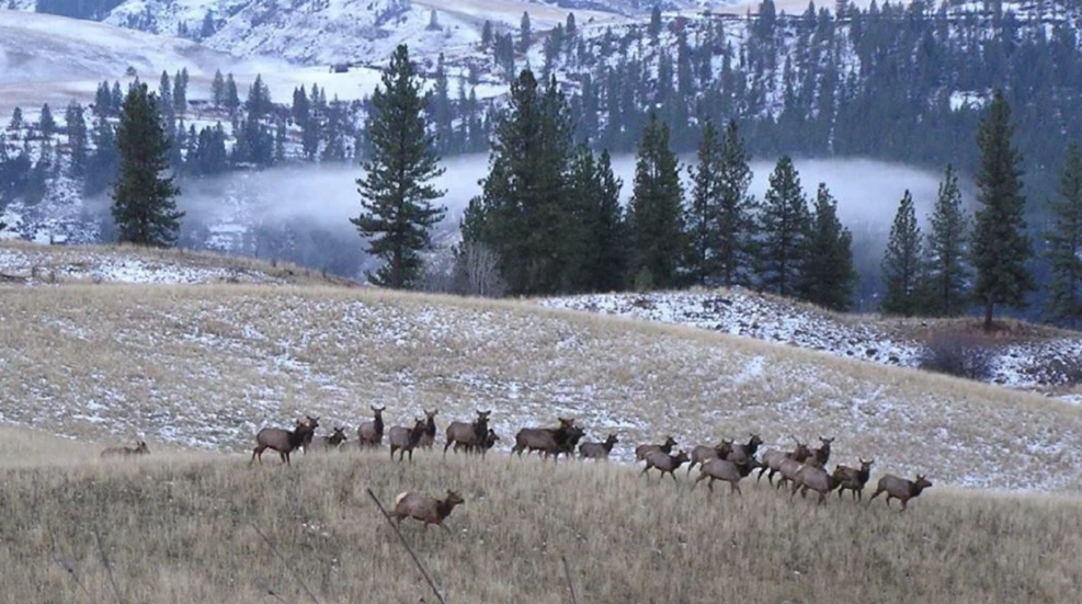 Rmef Survey Photo