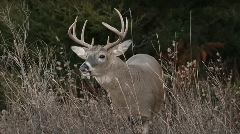 Why Do They Do That? 19 Deer Behaviors Explained | NRA Family