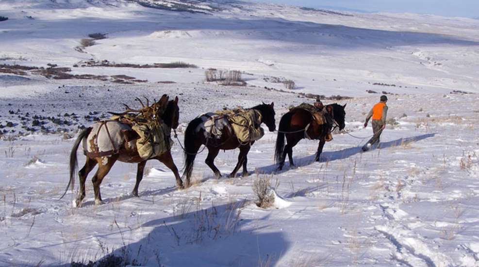jack-evans-elk-hunt.jpg