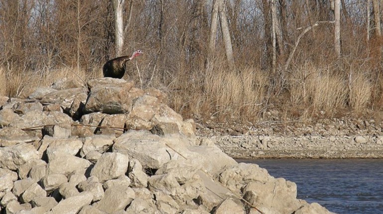 New Turkey Hunters Never Fear: Here's Your Turkey Gear! | NRA Family