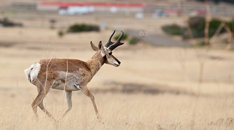 Fun Friday: 6 Things You Didn't Know About Pronghorn Antelopes | NRA Family