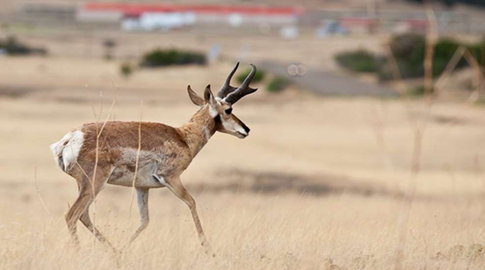 pronghorn.jpg