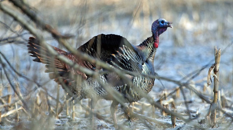 Fun Friday Quiz: Let's Talk Turkey | NRA Family