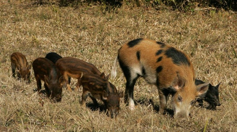 6 Reasons to Hunt Feral Hogs (Even If You're On the Fence About Hunting) | NRA Family
