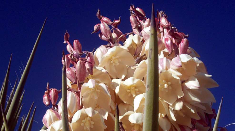 yucca-public-domain.jpg