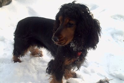 spaniel2