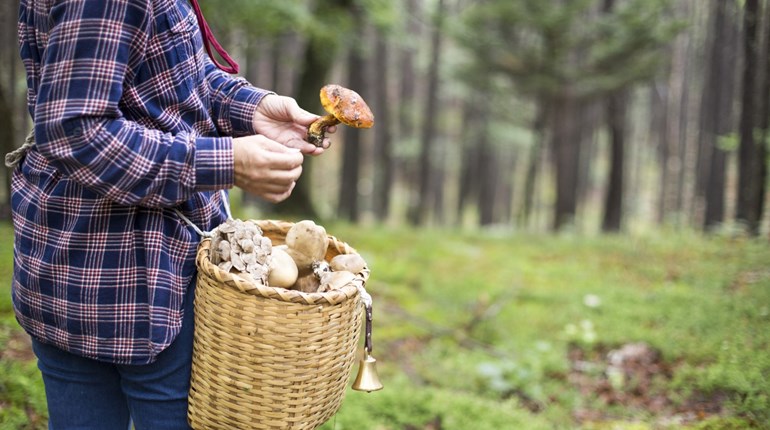 Wild Harvest: Foraging for Mushrooms | NRA Family