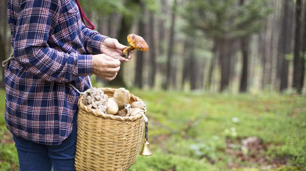 Mushroom Foraging Lede