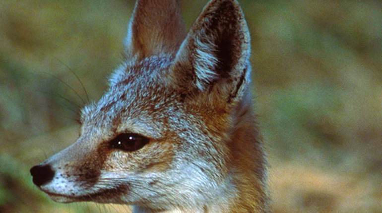 What Does the Fox Say? | NRA Family