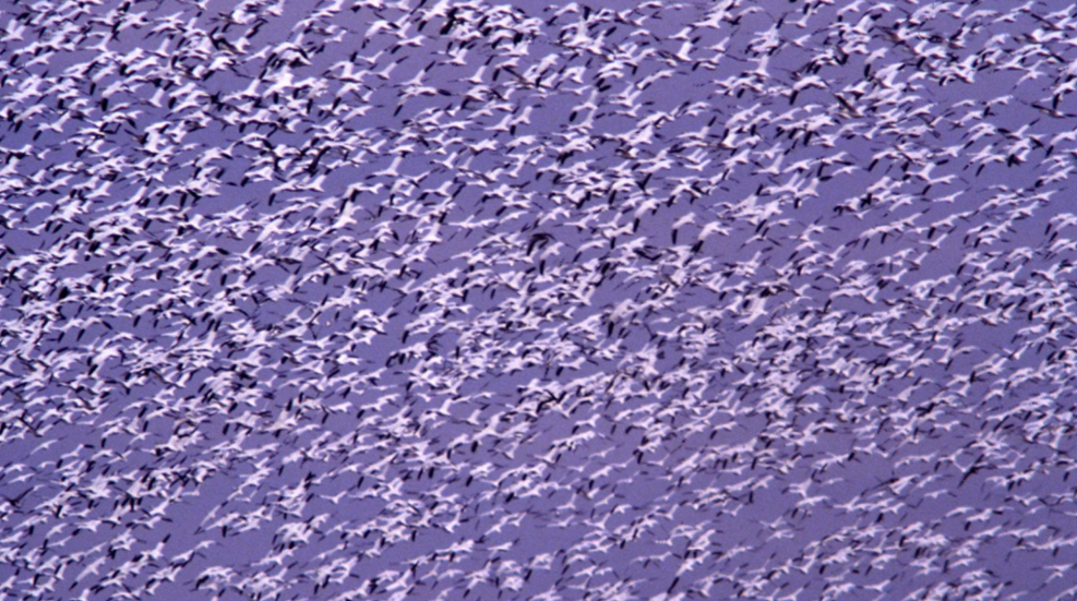 Flock Of Snow Geese