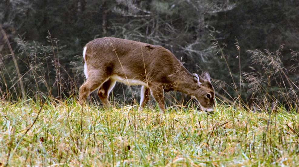 whitetail-deer-grazing.jpg