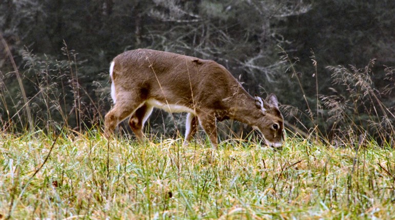 Can You Keep Deer From Wiping Out A Food Plot? | NRA Family