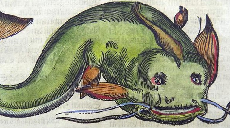 17th century drawing of catfish with disturbingly human-like eyes