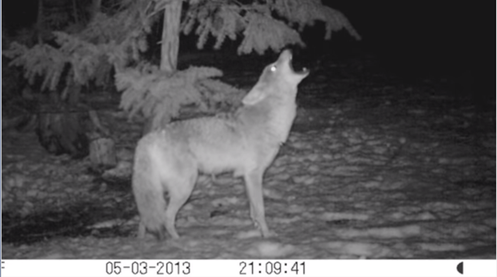 coyotes-3.png